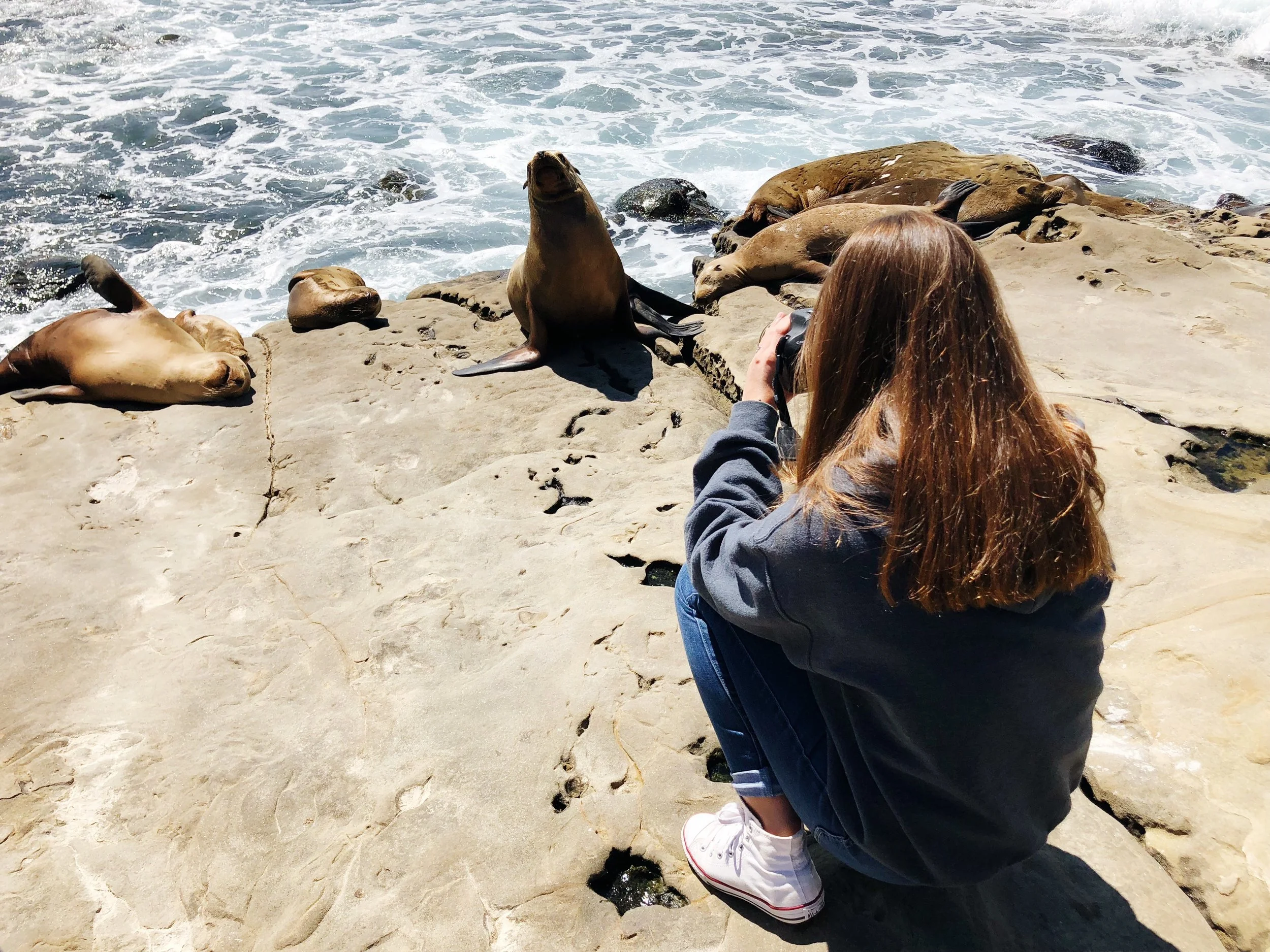 Woman with brown hair taking a photo of seals on a rocky shoreline by the ocean.