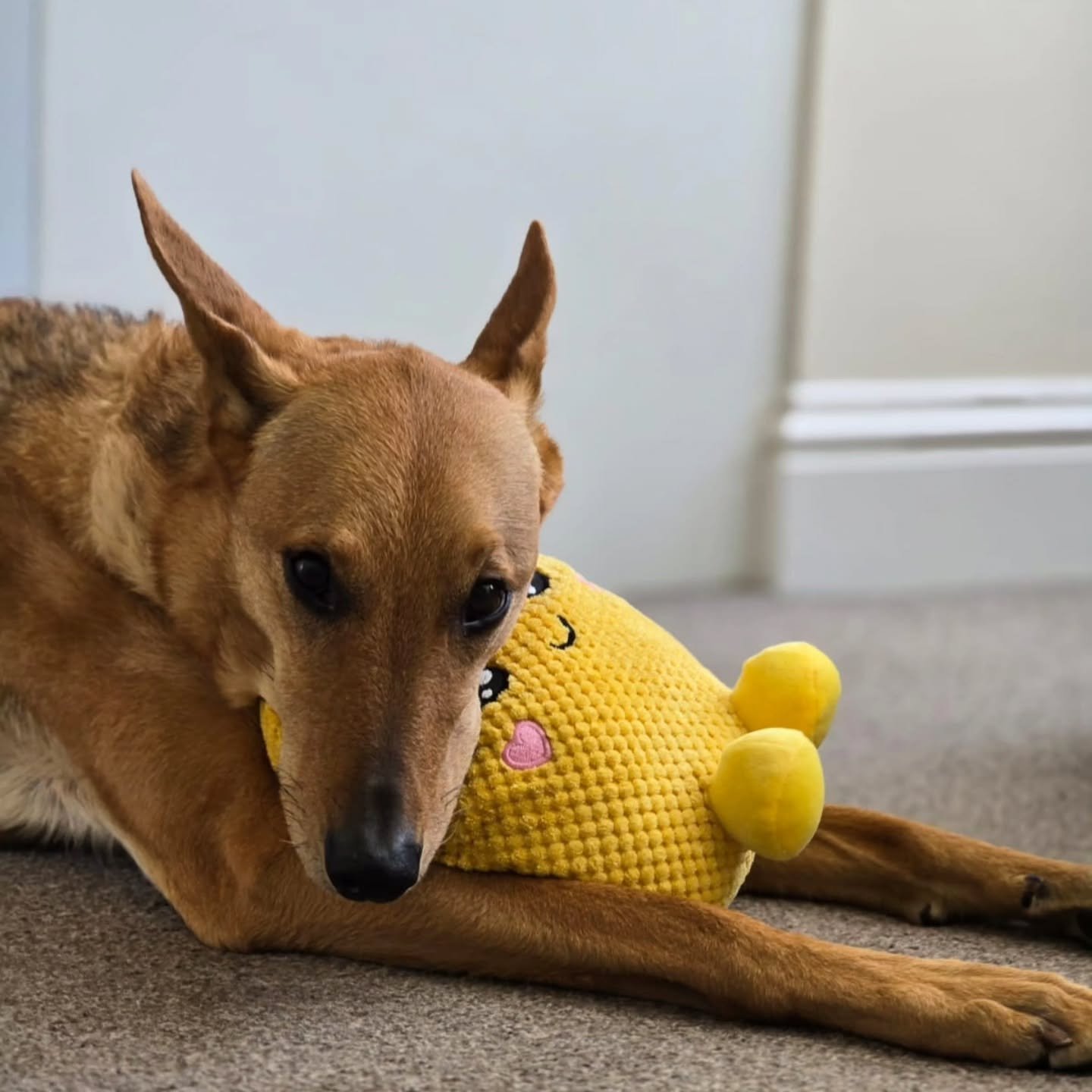 Liza🩷

#dogsofbrightonandhove #dogwalkerbrighton #dogslife #brightonandhove #petsitter #dogsofig
#dogsitterlife #dogwalkerlife