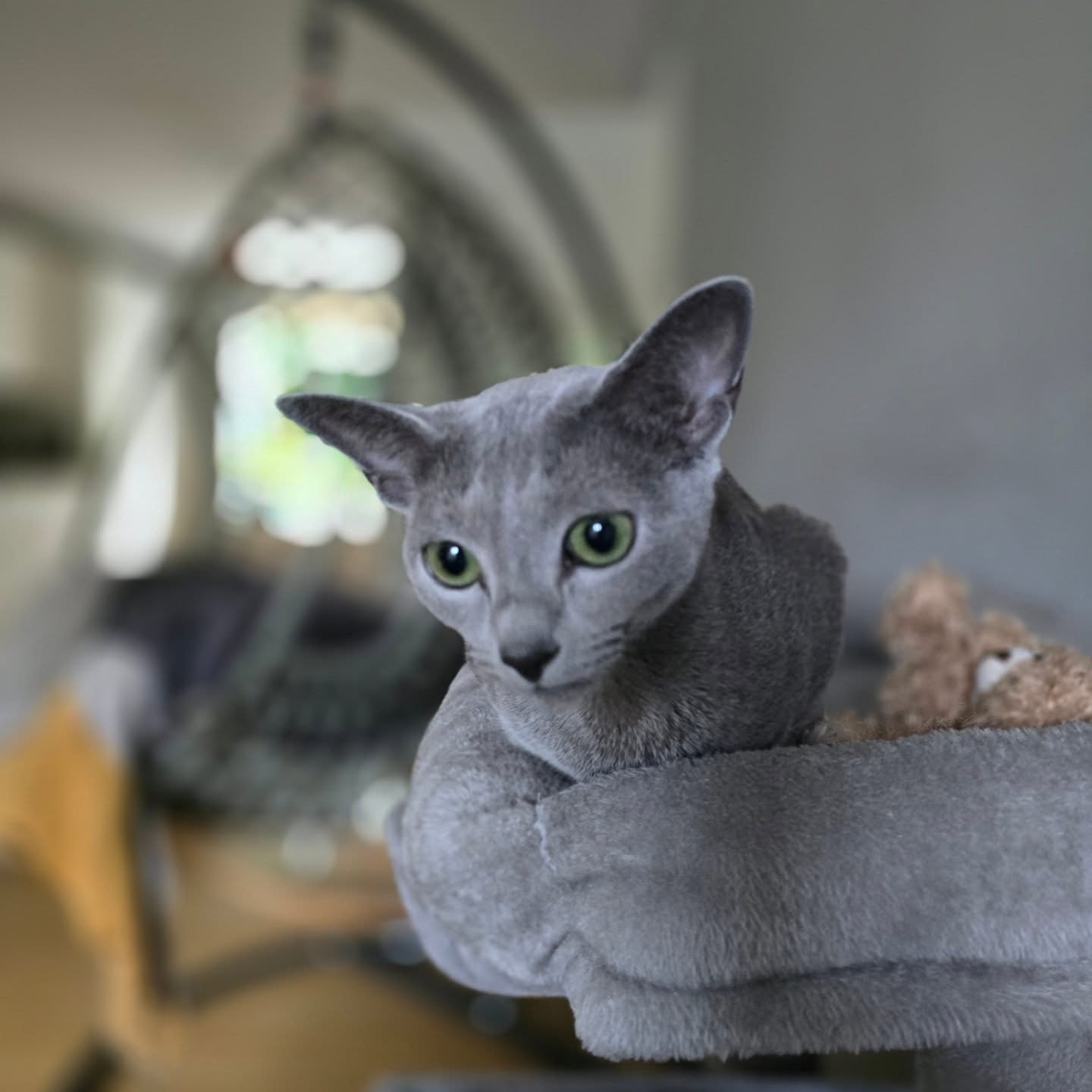 Evie💜

#catsittingbrighton #brightoncats #catsofinstagram #petsitterbrightonandhove #catsittingservice
#catsittinghove #brightonlife
