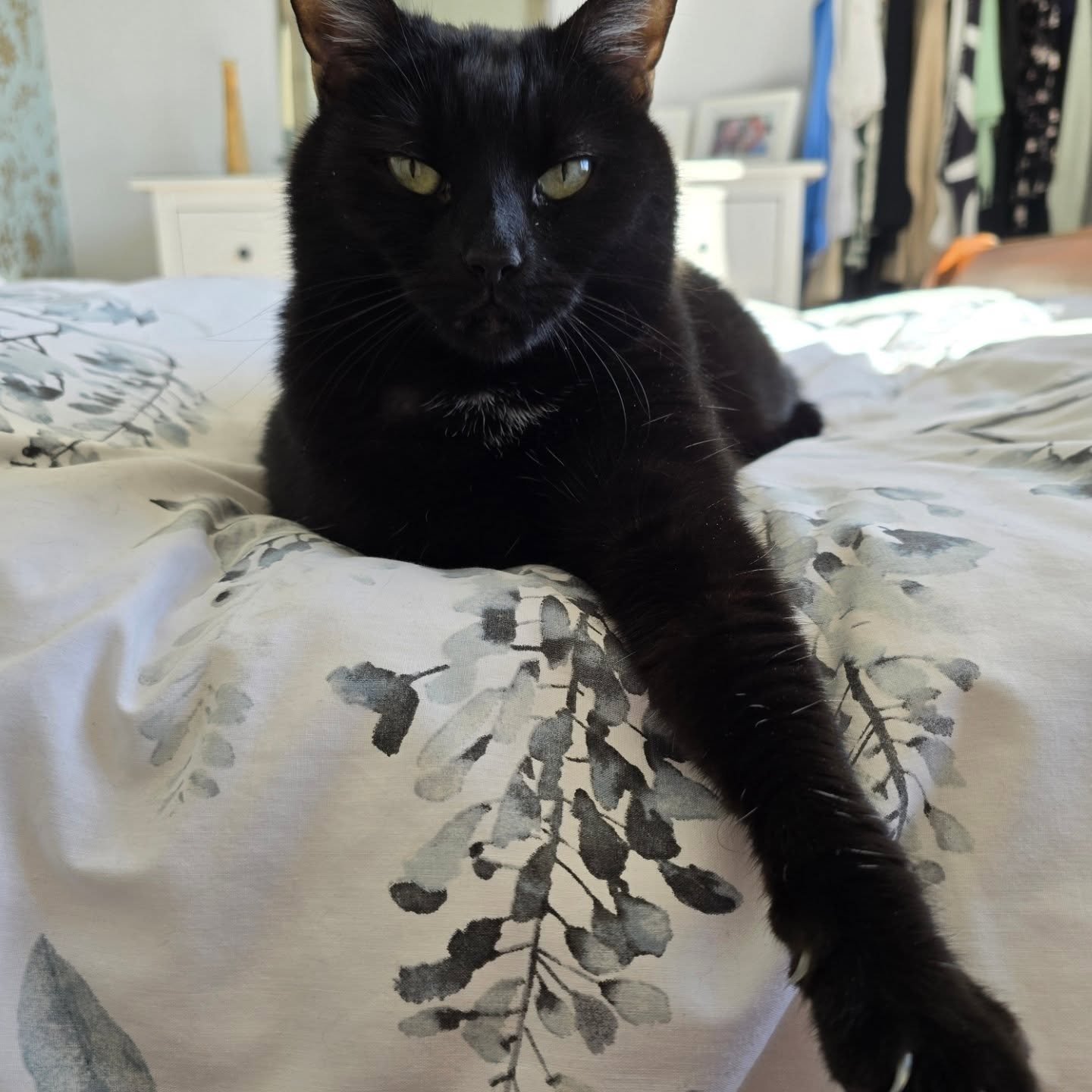 Beautiful Binx and Meka 🐱🐈&zwj;⬛❤️

#catsittingbrighton #brightoncats #catsofinstagram #petsitterbrightonandhove #catsittingservice
#catsittinghove #brightonlife