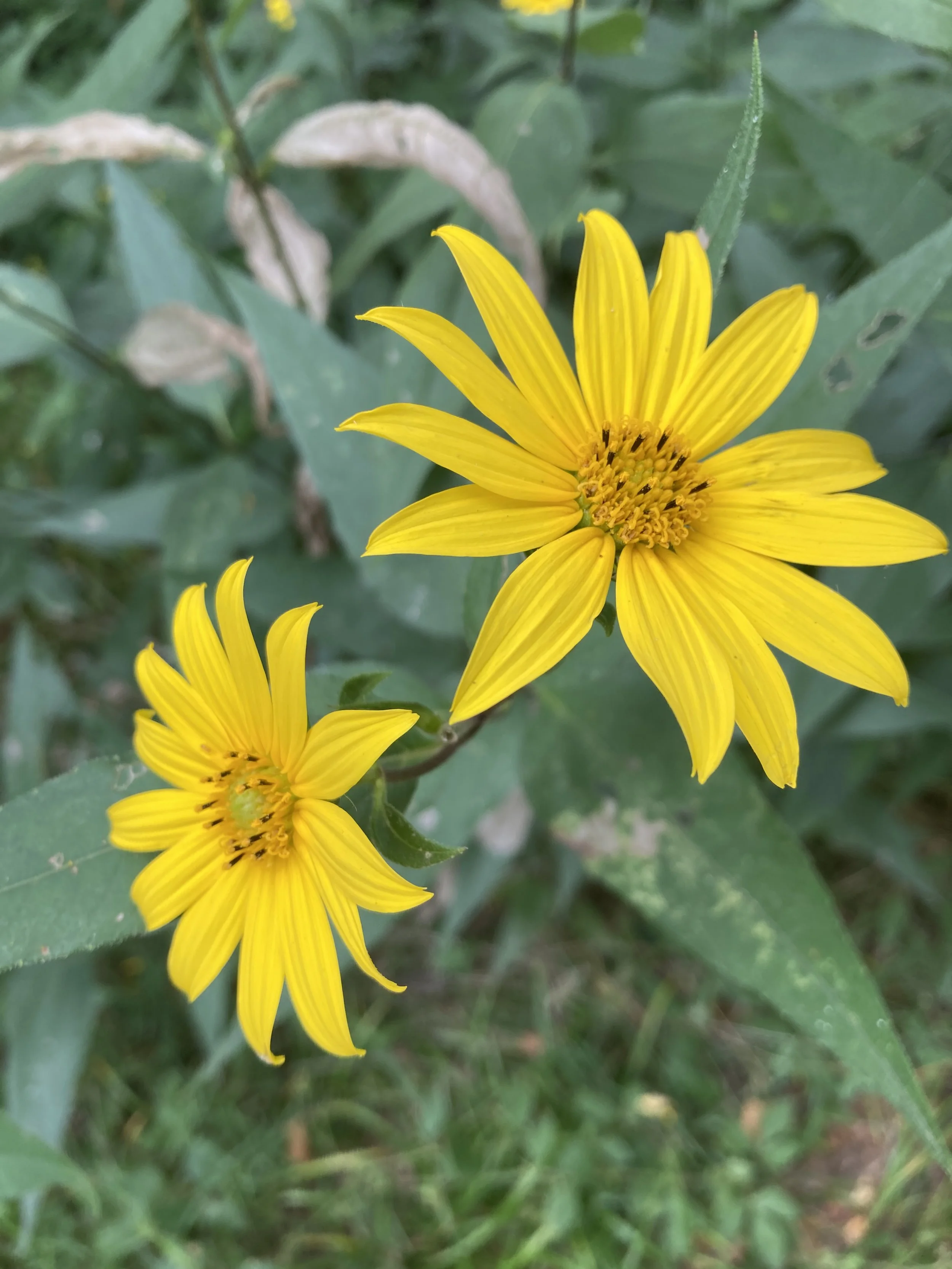  Helianthus, a sister species to Silphium. 
