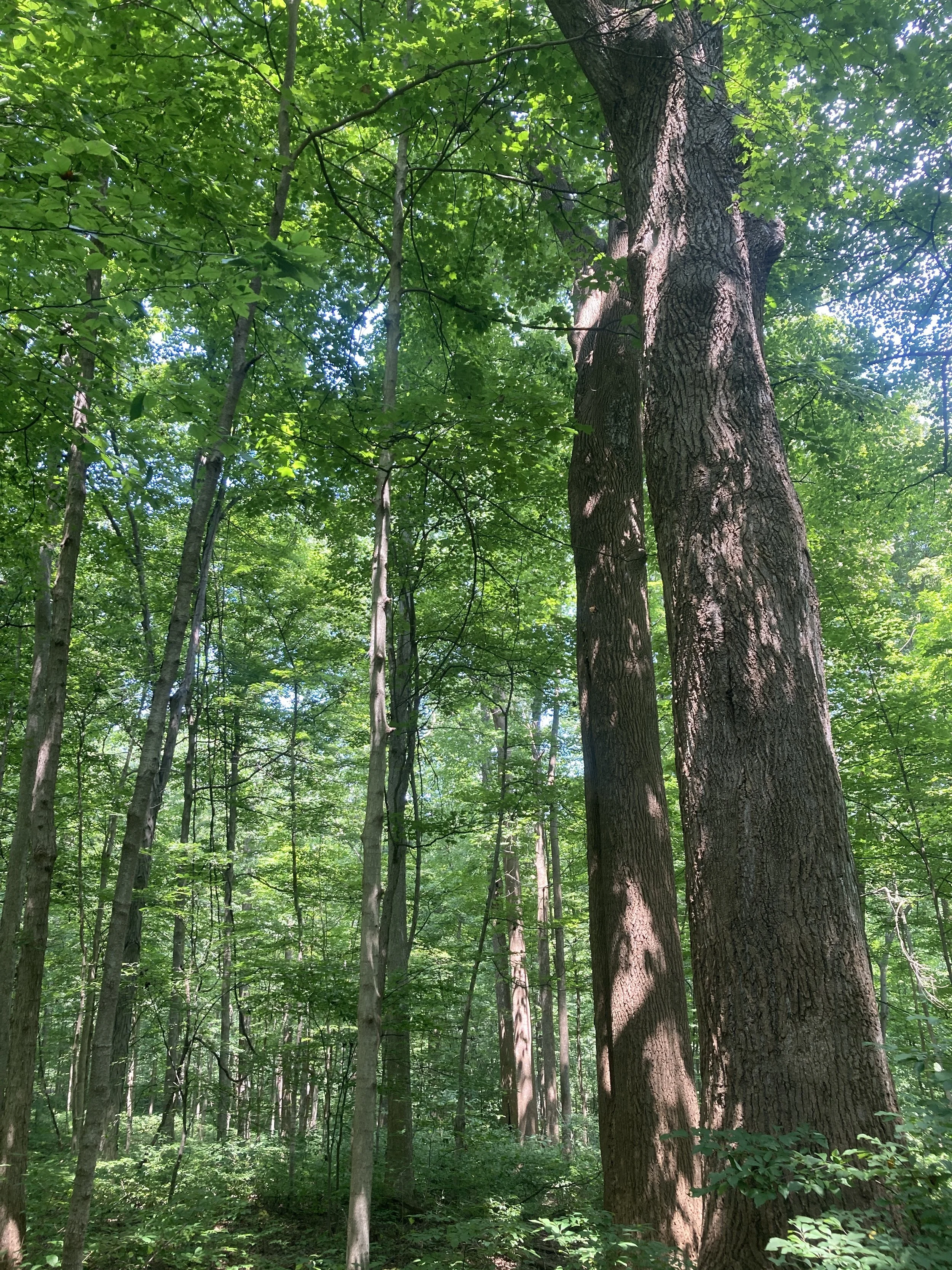 McCormicks Creek 1.JPG