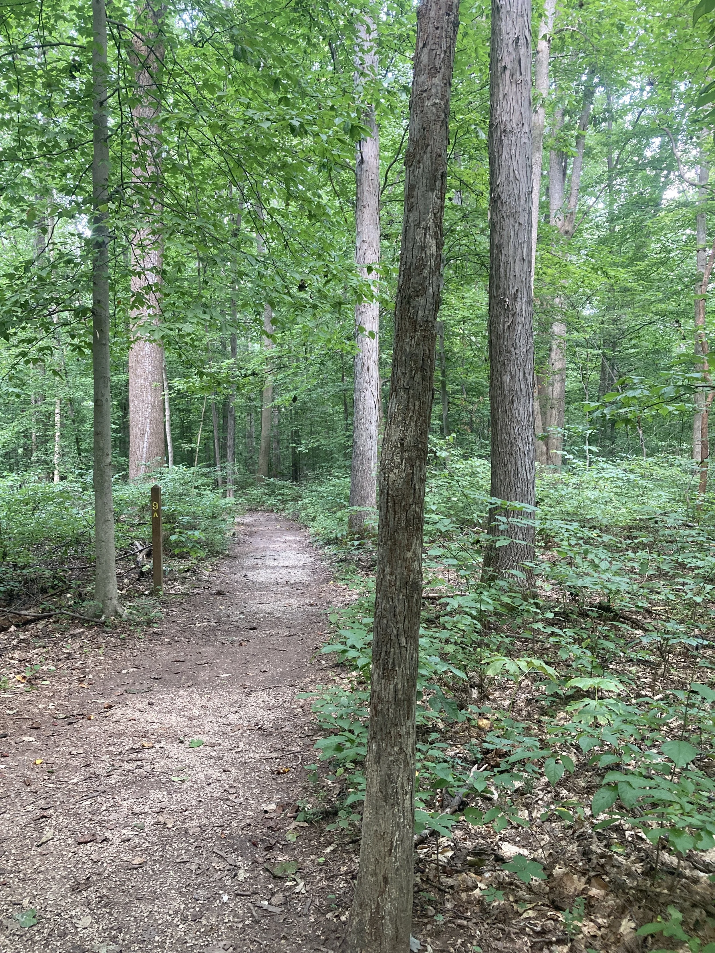 McCormicks Creek 2.JPG