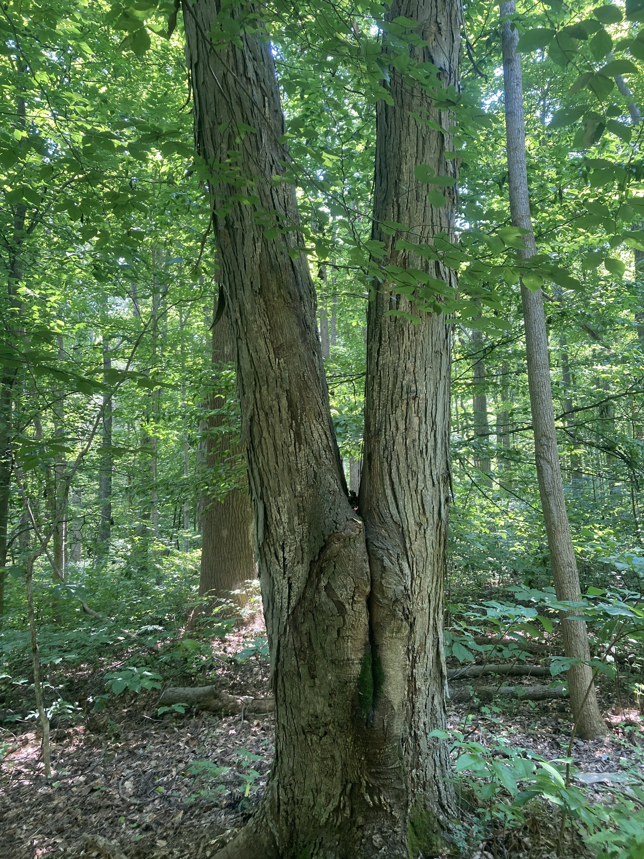 McCormicks Creek 3.JPG