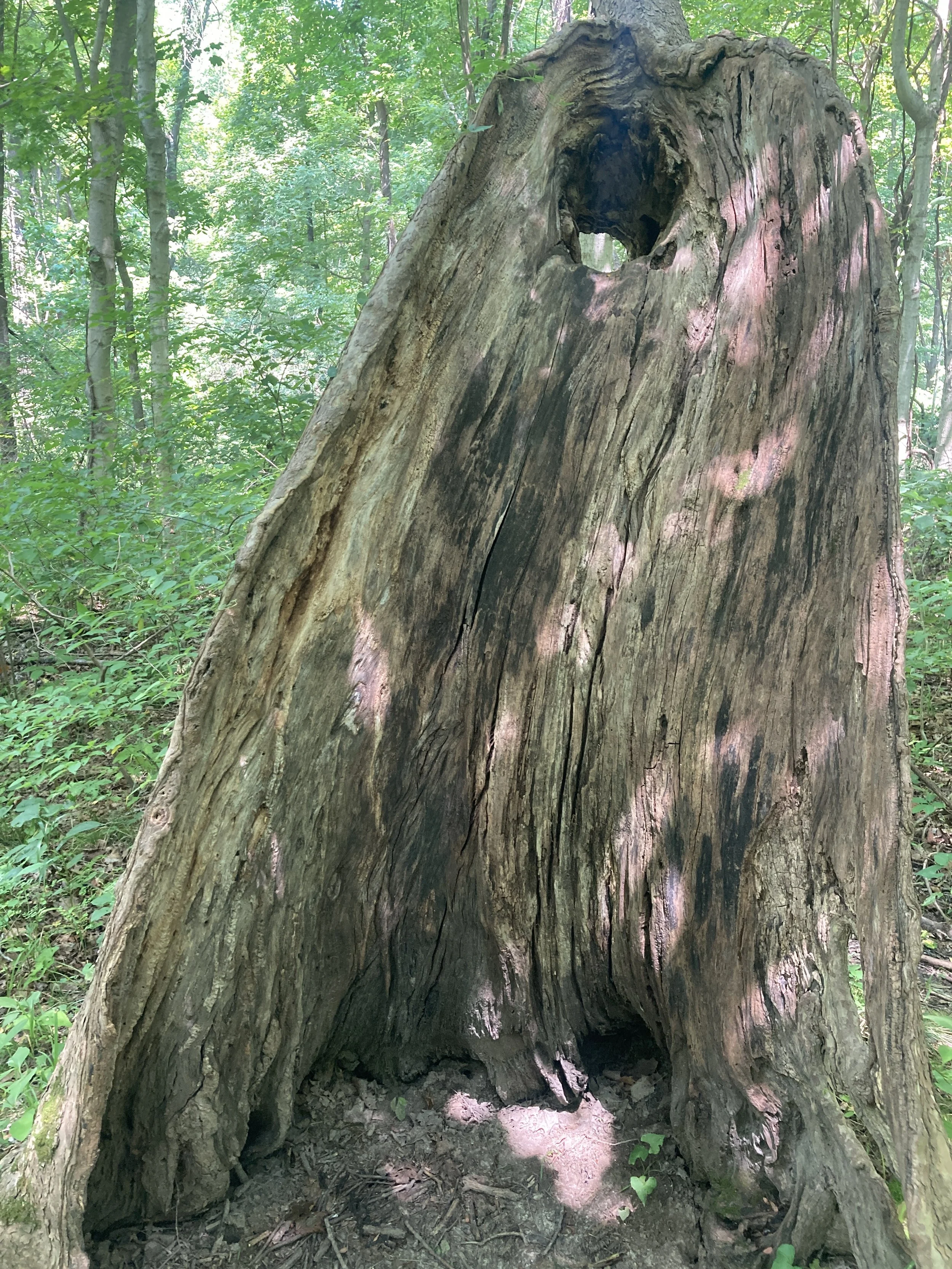 McCormicks Creek 6.JPG