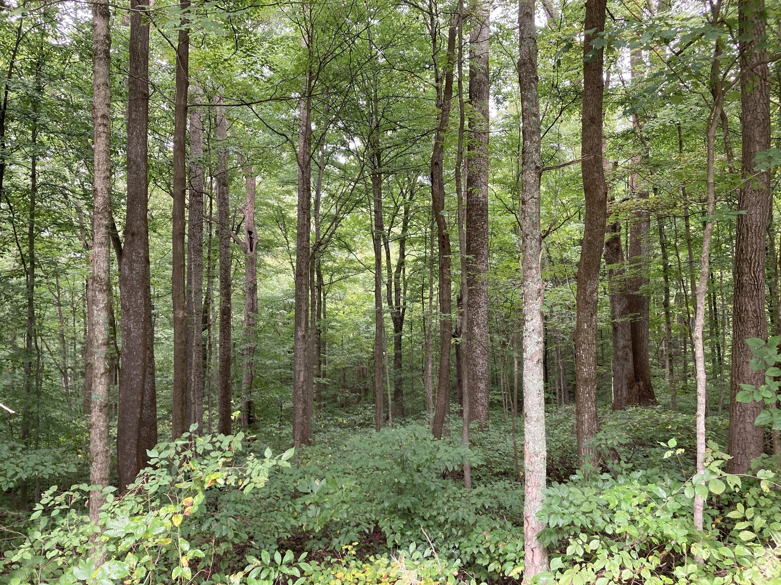 Autumn Pledge 2026 Morgan Monroe State Forest.JPG
