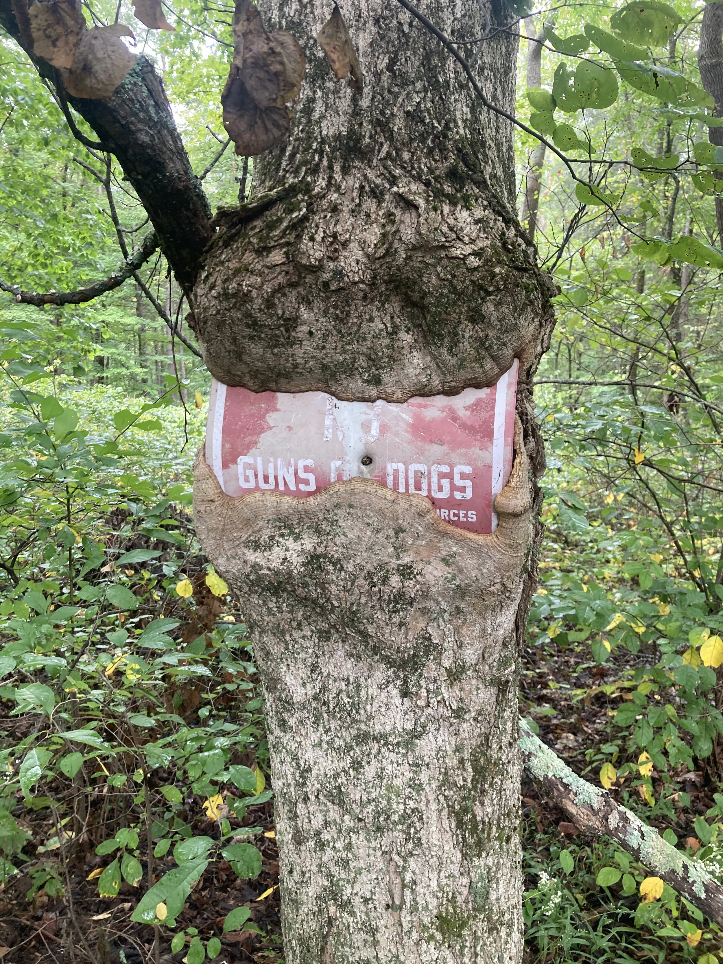 Autumn Pledge 2026 Tree.JPG