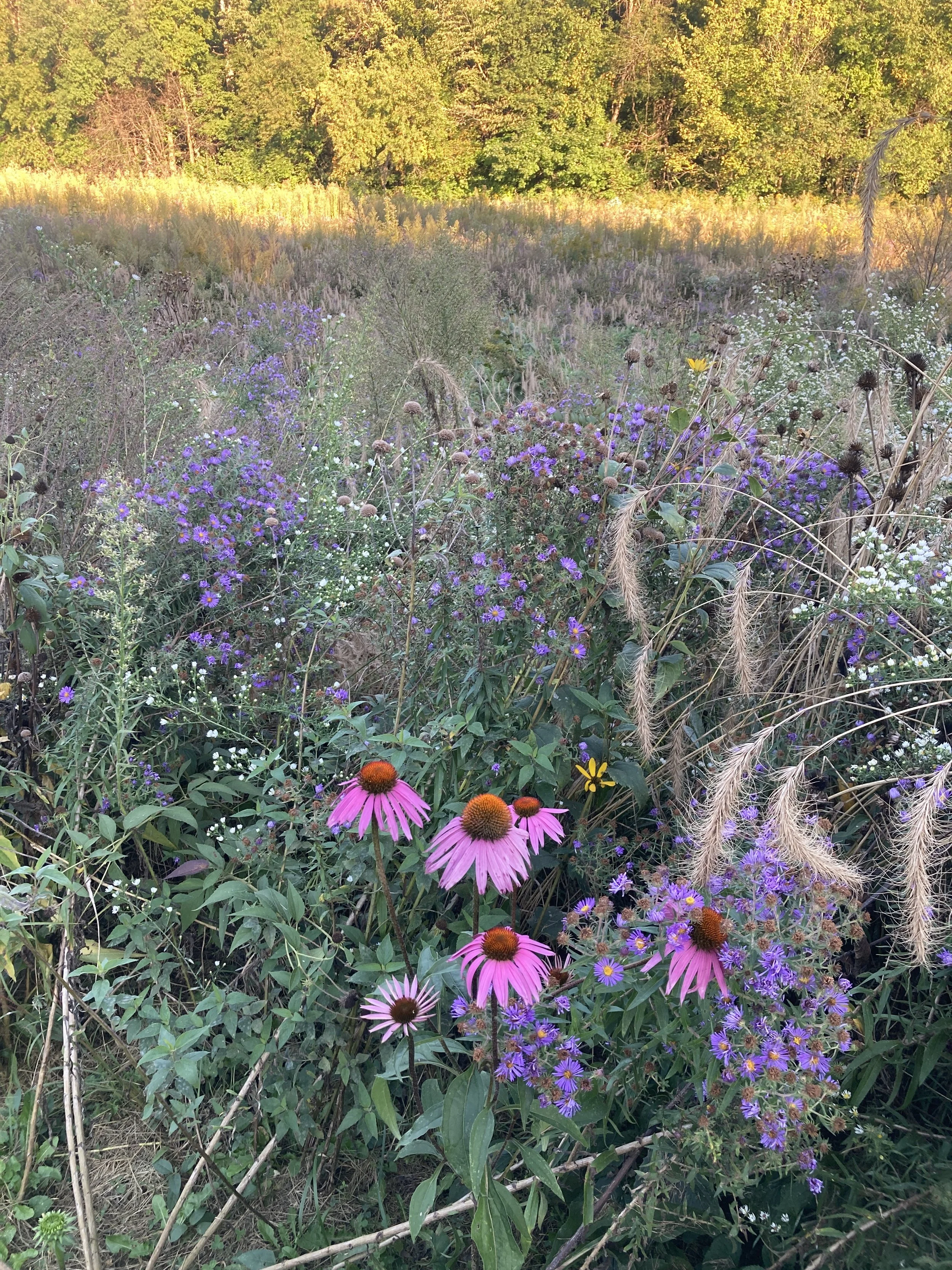 Mounds State Park 3.JPG