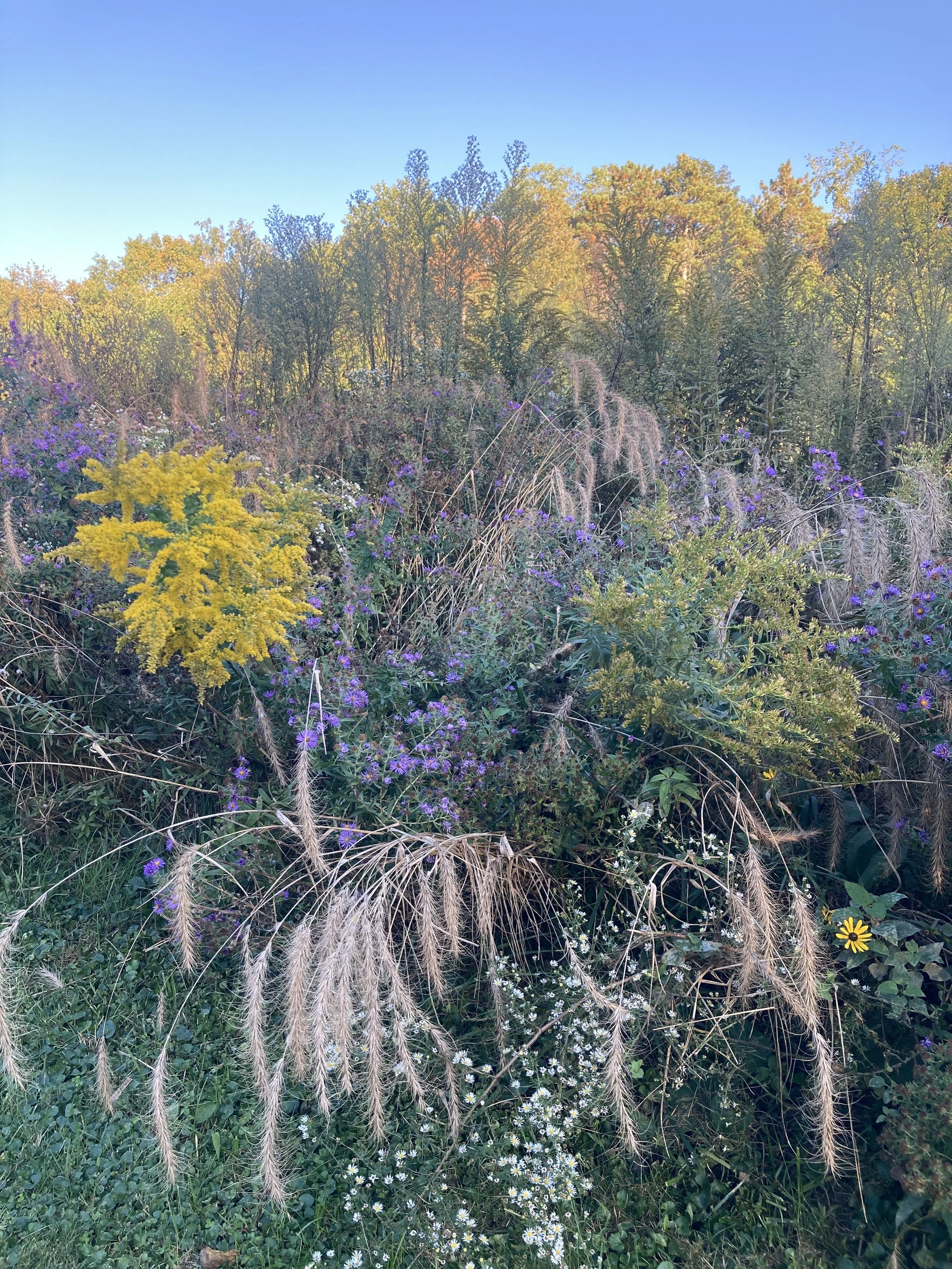 Mounds State Park 4.JPG