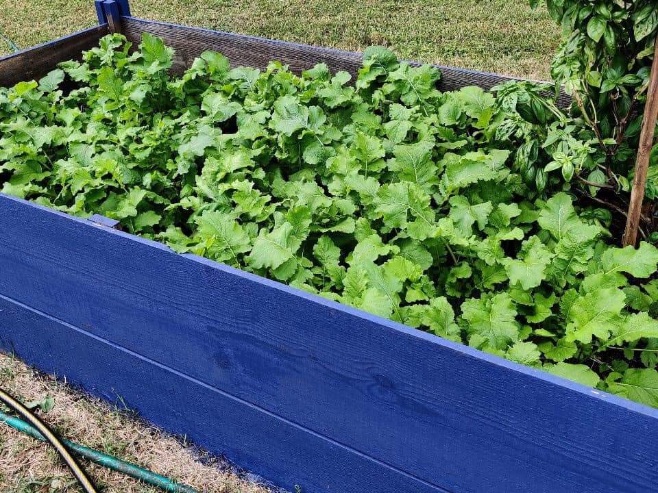 SCSU Garden 4.jpg