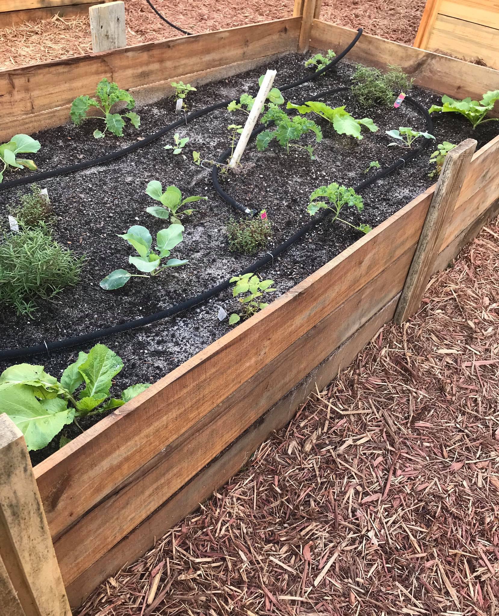 Seedlings.jpg