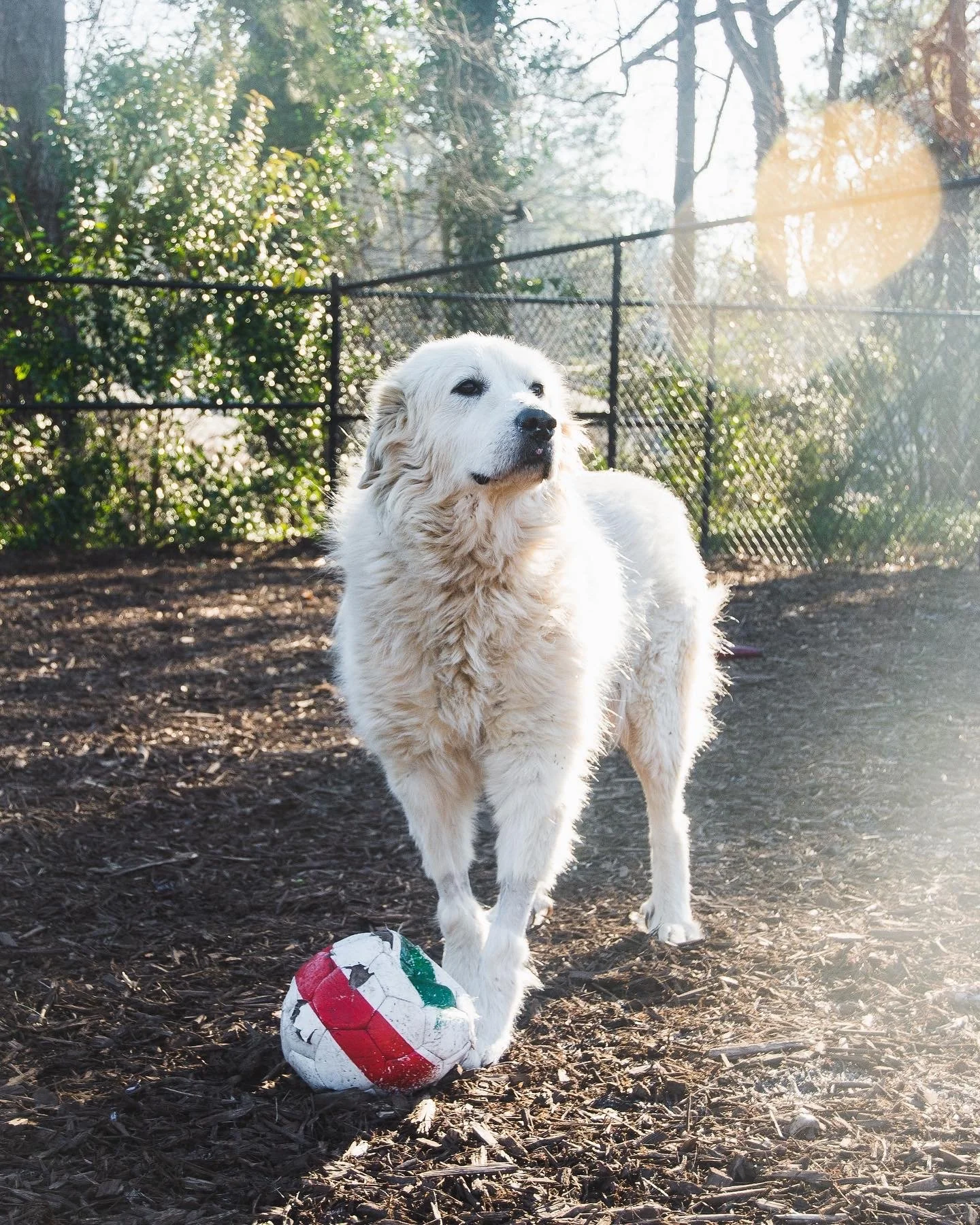 LifeLine Animal Project