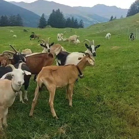 Feinste Seifen vom Hof Gravas! Hergestellt mit Ziegenmolke. Dazu eine Seifenschale aus meinem Atelier.

#Porzellan #Handwerk #Einzelst&uuml;ck #Tinizong #HofGravas #Seifenschale #Ziegenmolke #KeramikLiebe #RegionalDesign #Gelgia #naturseife