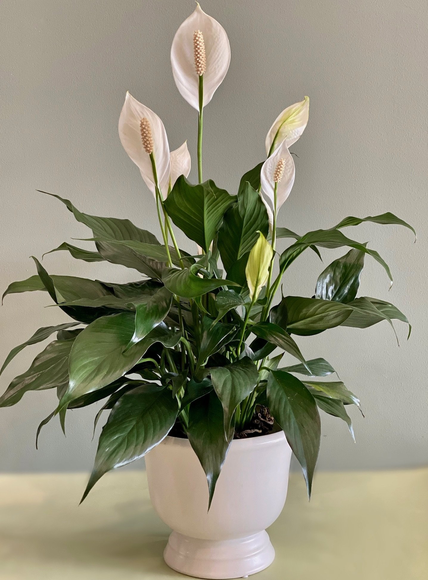 Peace Lily