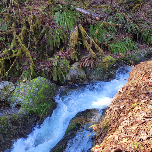 Maple Falls - Level 3