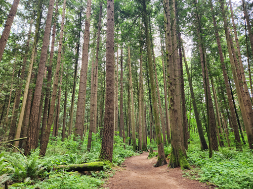 Kaemingk Trail & Berthusen Park/Lynden - Level 4