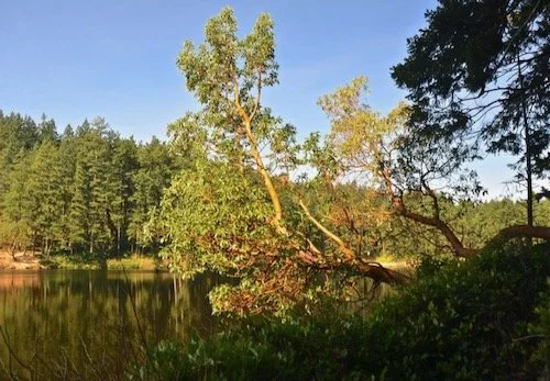 Little Cranberry Lake from Avenue A-Level 3