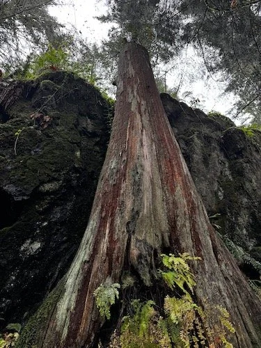 Oyster Dome from Chuckanut Dr return Acorn Trail-Level 2