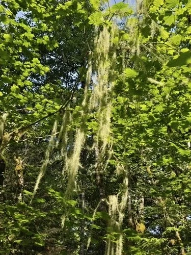 Maple Falls Bay to Baker Trail-Level 3