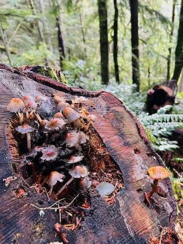 Chanterelle Loop (counterclockwise)-Level 1