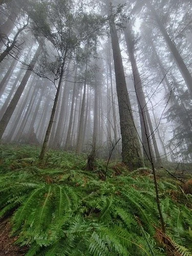 Chanterelle Loop (clockwise)-Level 1