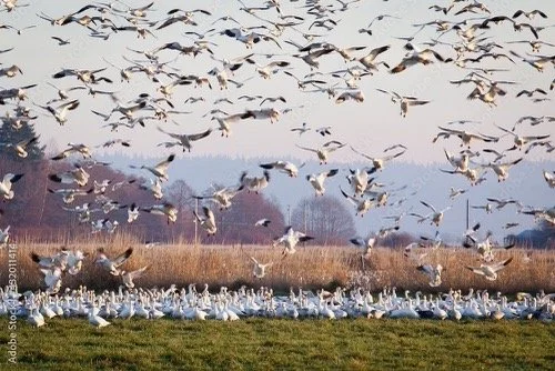 Fir Island and Wiley Slough-Level 4