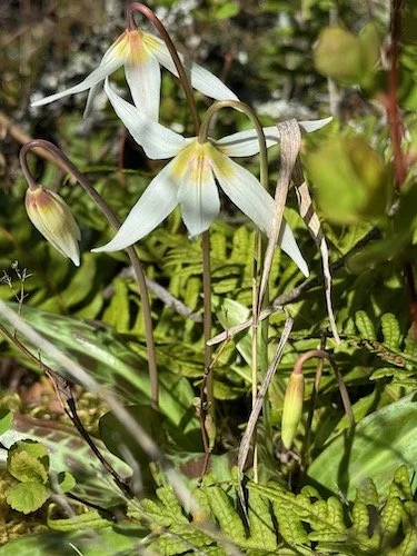 Sumas Mt Fawn Lilies from Gold Mine TH-Level 1.5