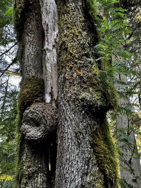 Mud Lake from Pine and Cedar TH-Level 1