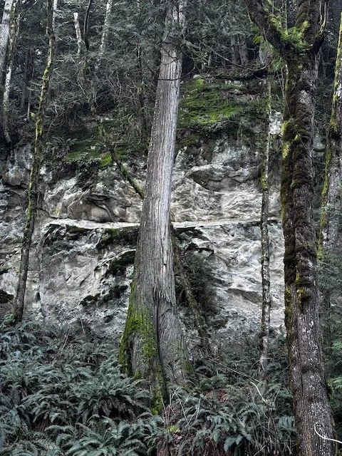 Chuckanut Ridge Loop from Gates Overlook-Level 1.5