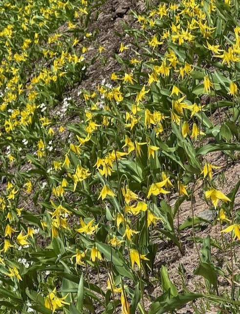 Excelsior Pass from Mt Baker Highway-Level 1