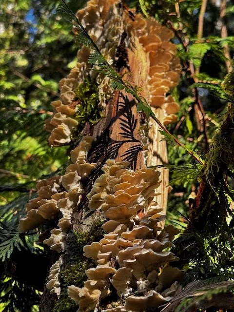 Lost Lake from Lost Lake TH-Level 1.5