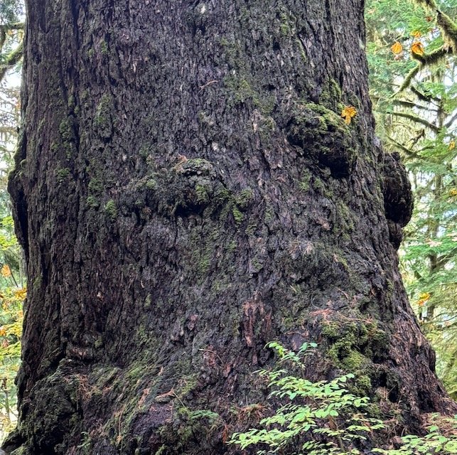 Noisy Creek from Baker River TH-Level 1.5