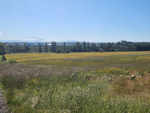 Cherry Point Meadows and Point Whitehorn - Level 4