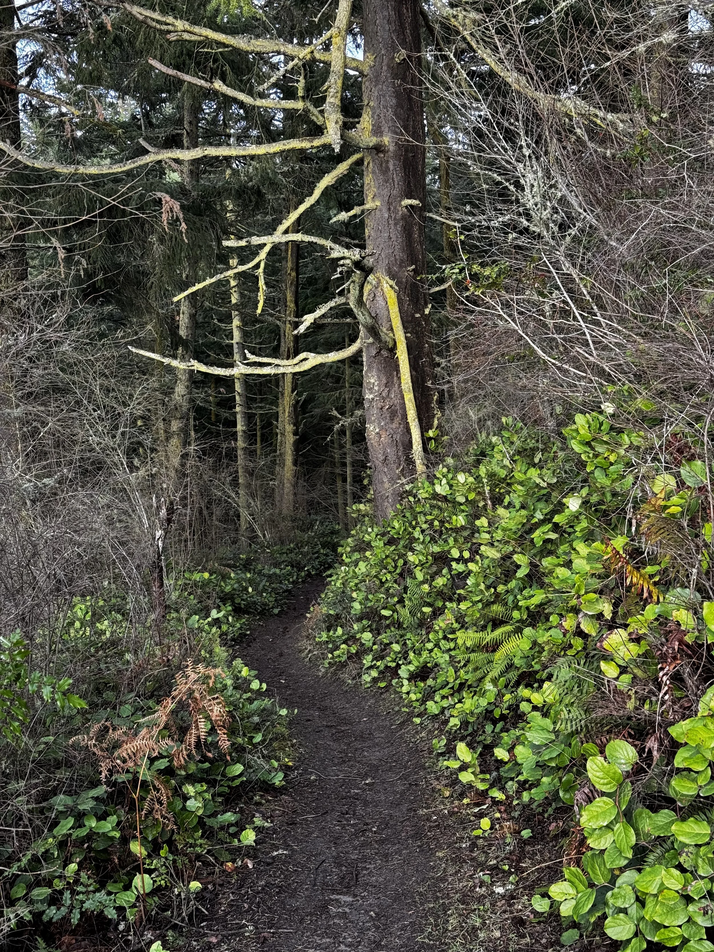 Huckleberry-Salal Loops from North Chuckanut TH-Level 1