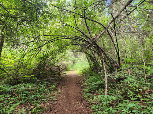 Curry Preserve on Lummi Island - Level 4