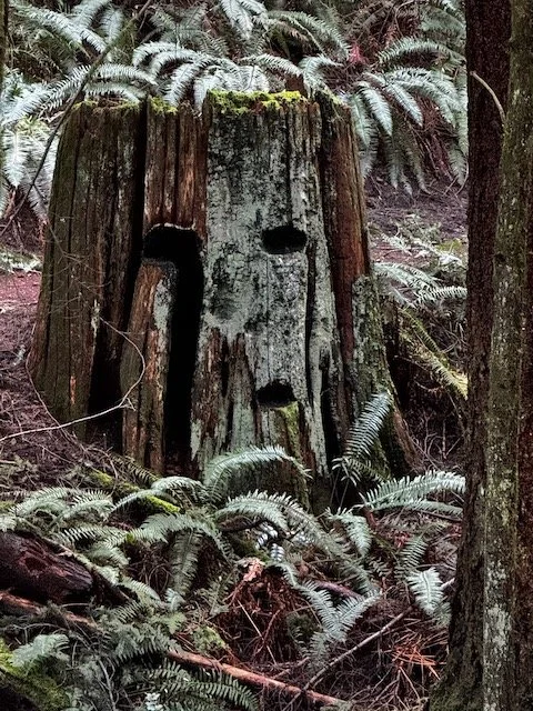 Chanterelle Loop (counterclockwise)- Level 1