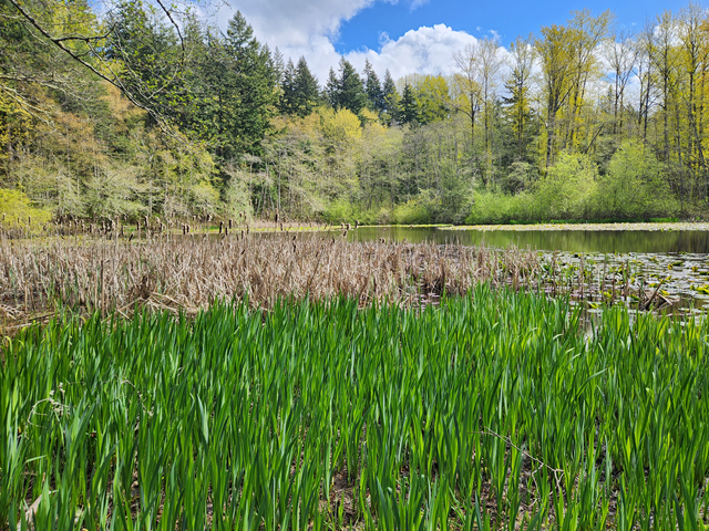 Hoag’s Pond from Marine Park - Level 4
