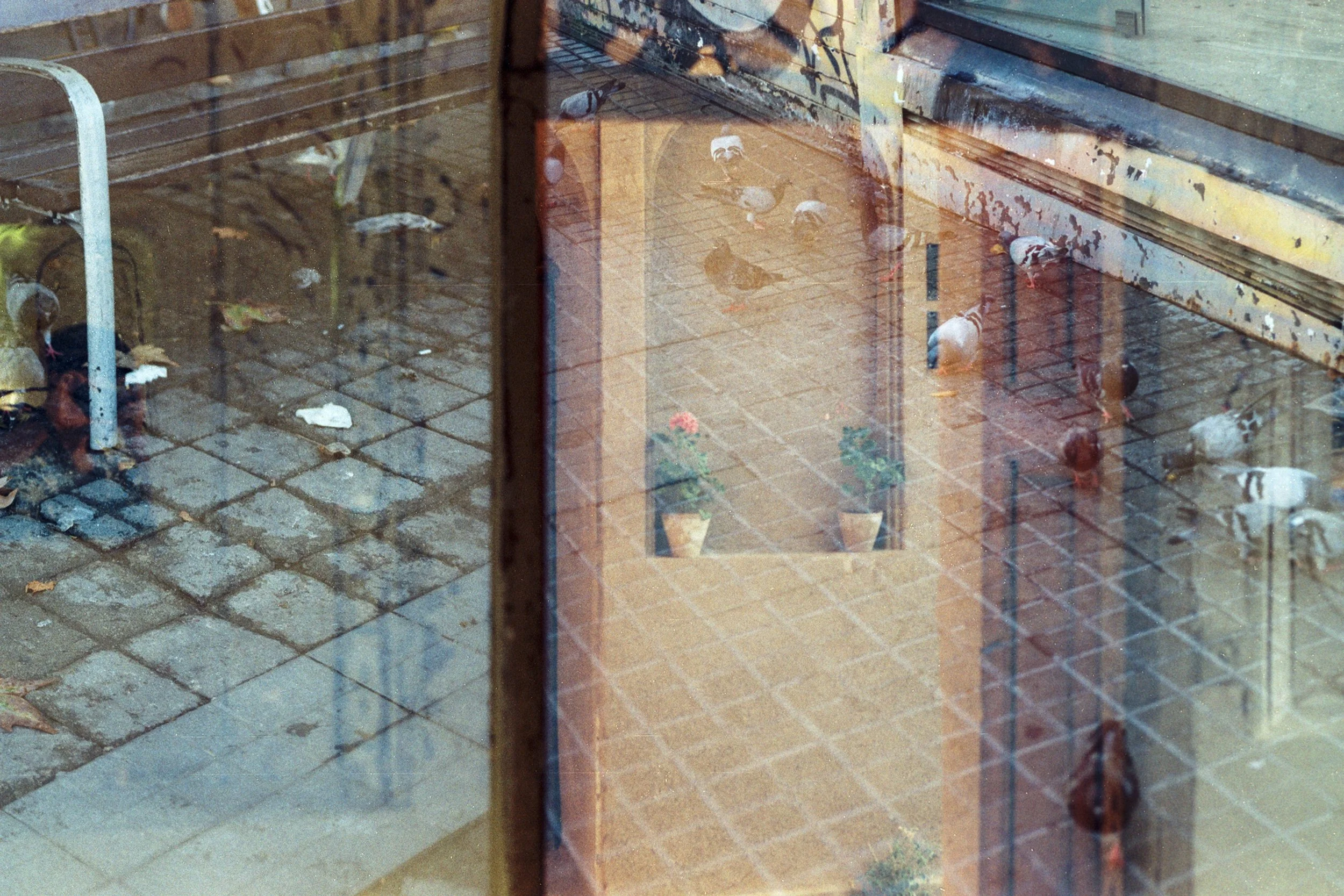 FUJI C100 (12).jpg