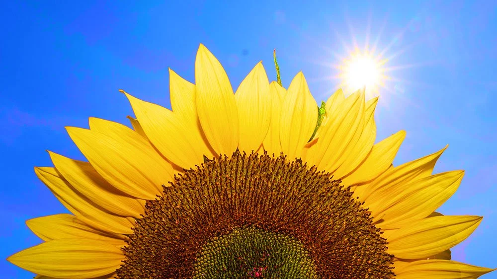 image of sunflower