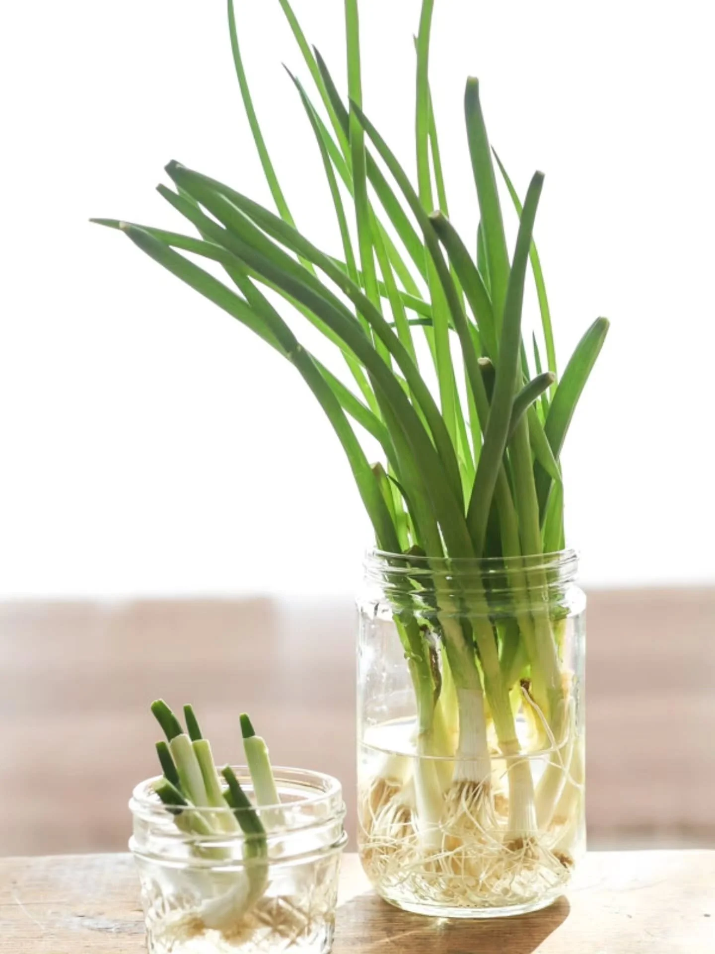 The Vegetable That Never Ends! 🧅✨ | Fun Fact Friday

​Did you know that some of the veggies in your Nourish LA bag have a "secret second life"? 🕵️&zwj;♂️🌱

​Many of the items we rescue&mdash;like green onions, celery, romaine lettuce, an