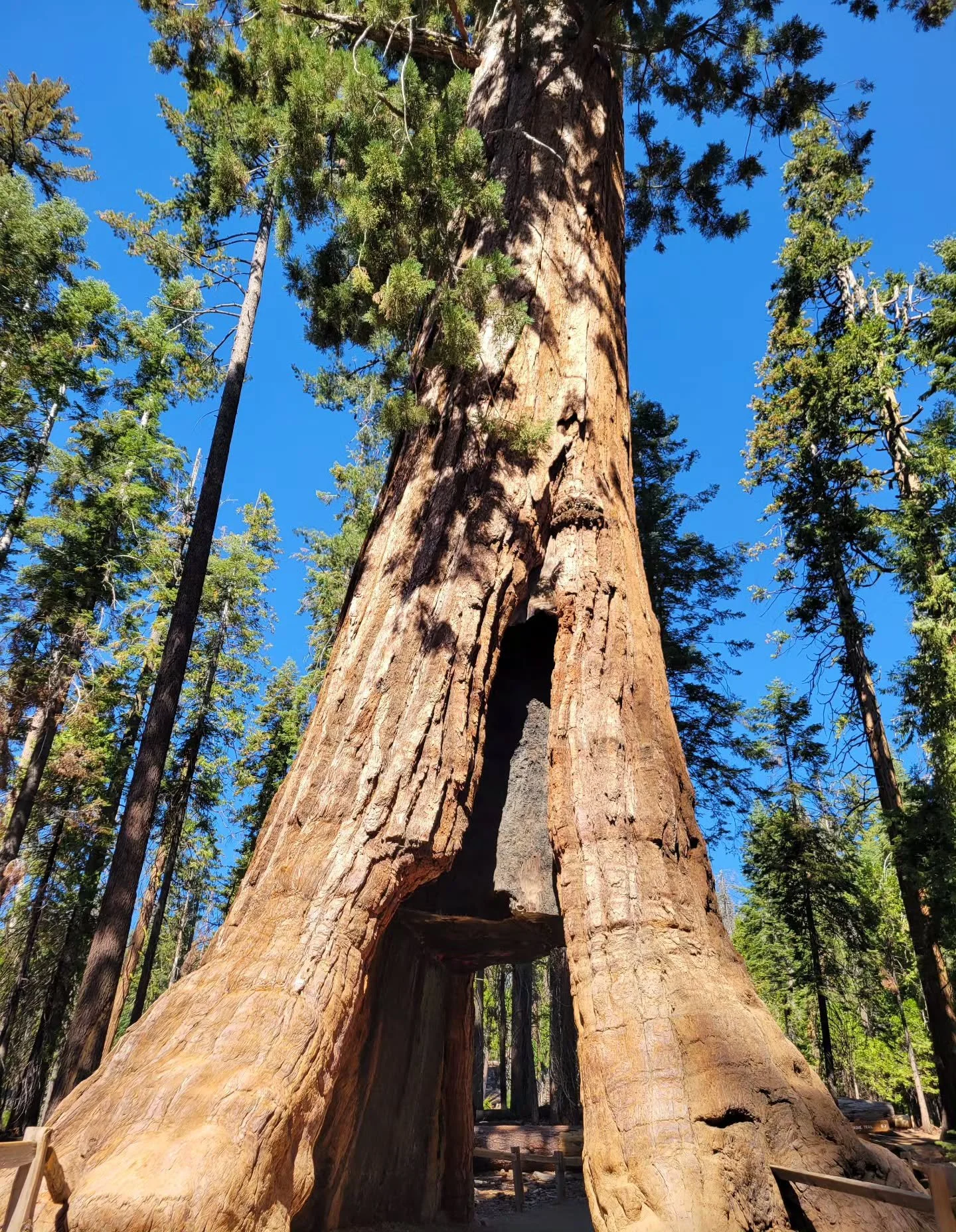 Lessons from the "Mother Tree" 🌳👩&zwj;👧&zwj;👦 | Fun Fact Friday

​Happy Mother&rsquo;s Day weekend! As we honor the women who nourish us, we&rsquo;re looking at how nature handles "motherhood" on a grand scale.

​In a forest, 