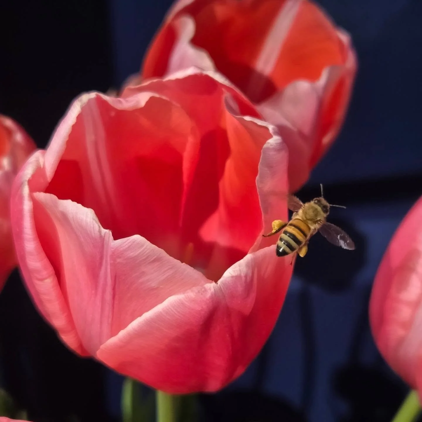Happy World Bee Day! 🌎🐝✨

​Did you know that 1 in every 3 bites of food we eat depends on pollinators? 🍎🥑🌻

​At Nourish LA, our mission is all about rescuing and distributing fresh, nutritious fruits and vegetables to our neighbors. None of thos