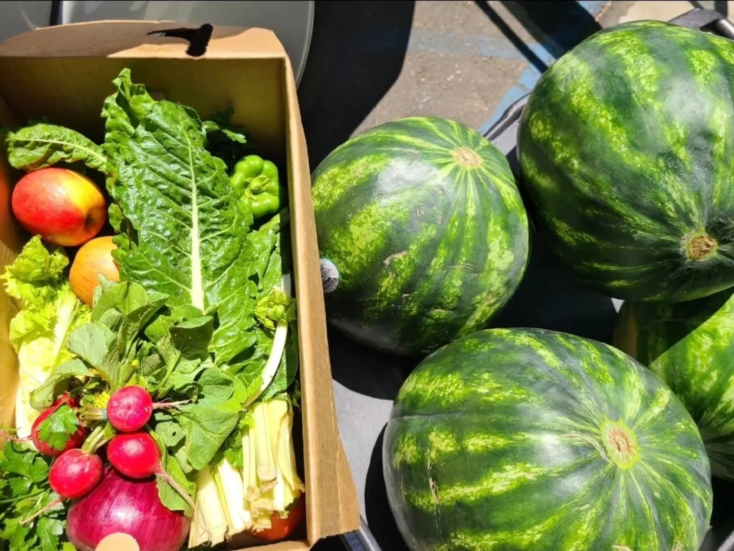 The Fruit with Built-In Air Conditioning! 🍉❄️ | Fun Fact Friday

​With summer officially warming up Southern California, we are all looking for ways to stay cool. But did you know that the watermelons on our Sunday distribution line have their very 