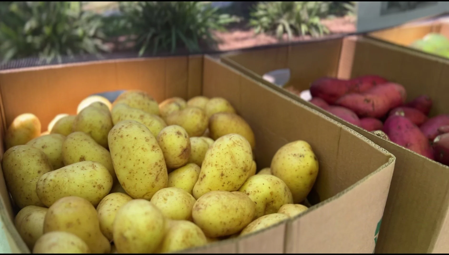 Food Distribution: UCLA University Village