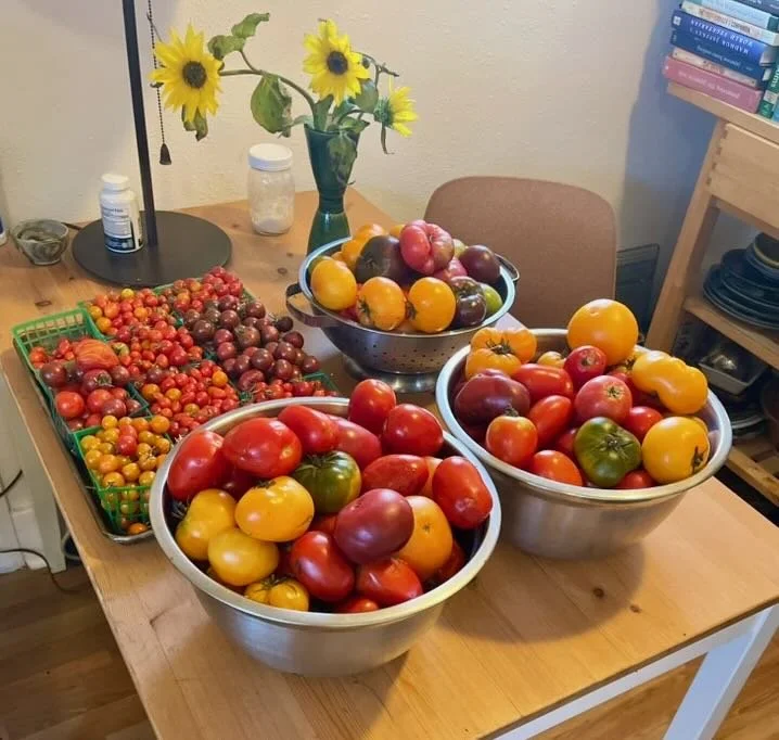 Tomatoes – before