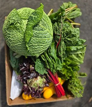 What to Plant in September