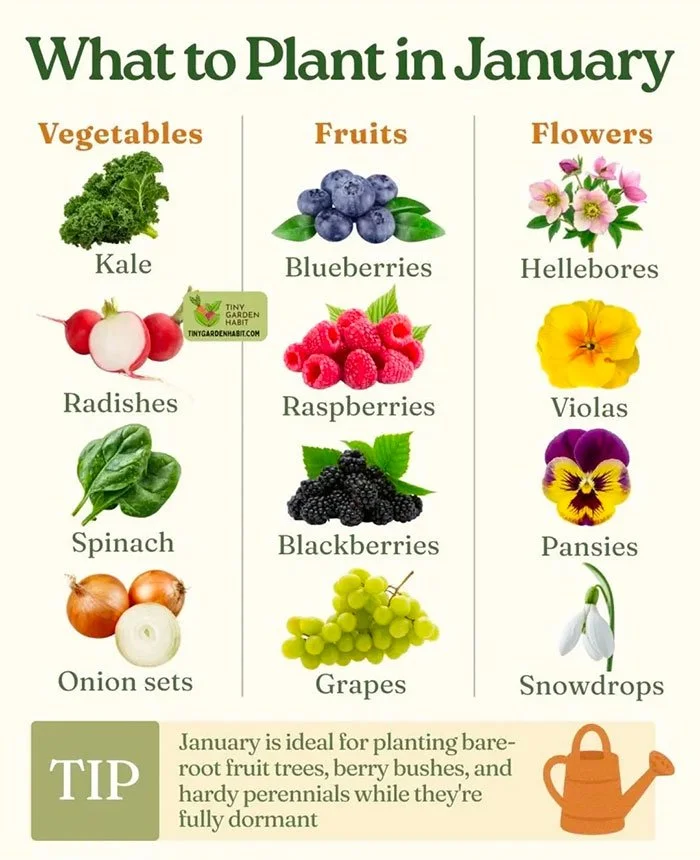What to Plant in January Chart