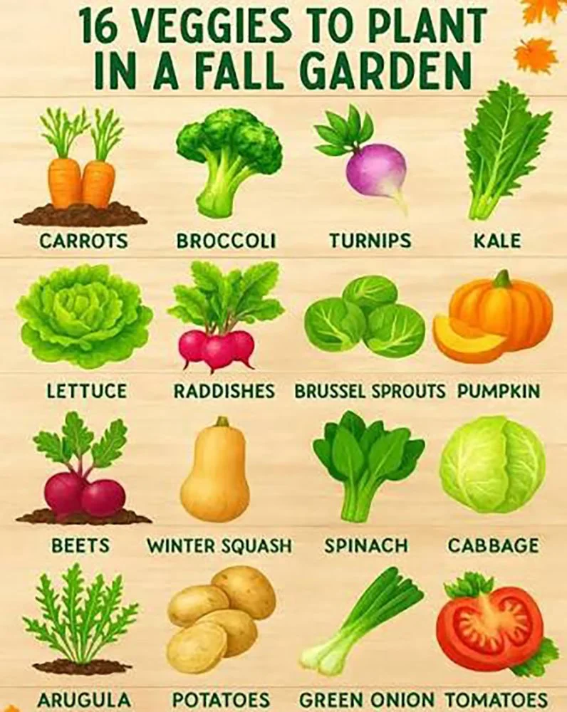 What to Plant in September: 16 Veggies in a fall garden