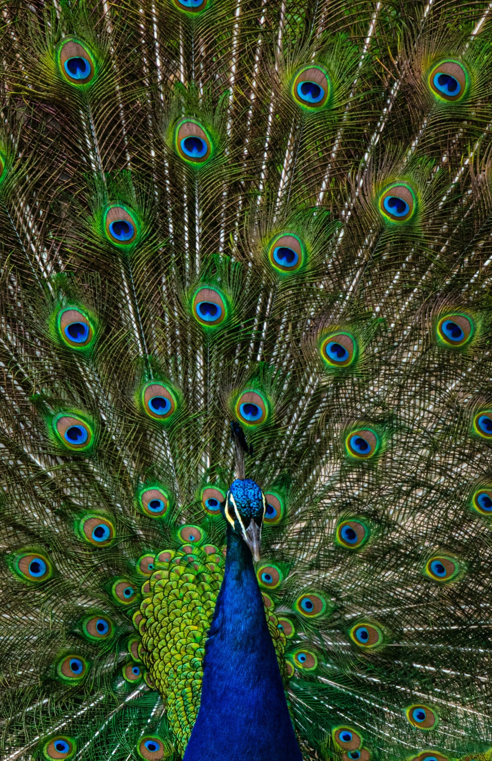 626 Peacock Comedy Show