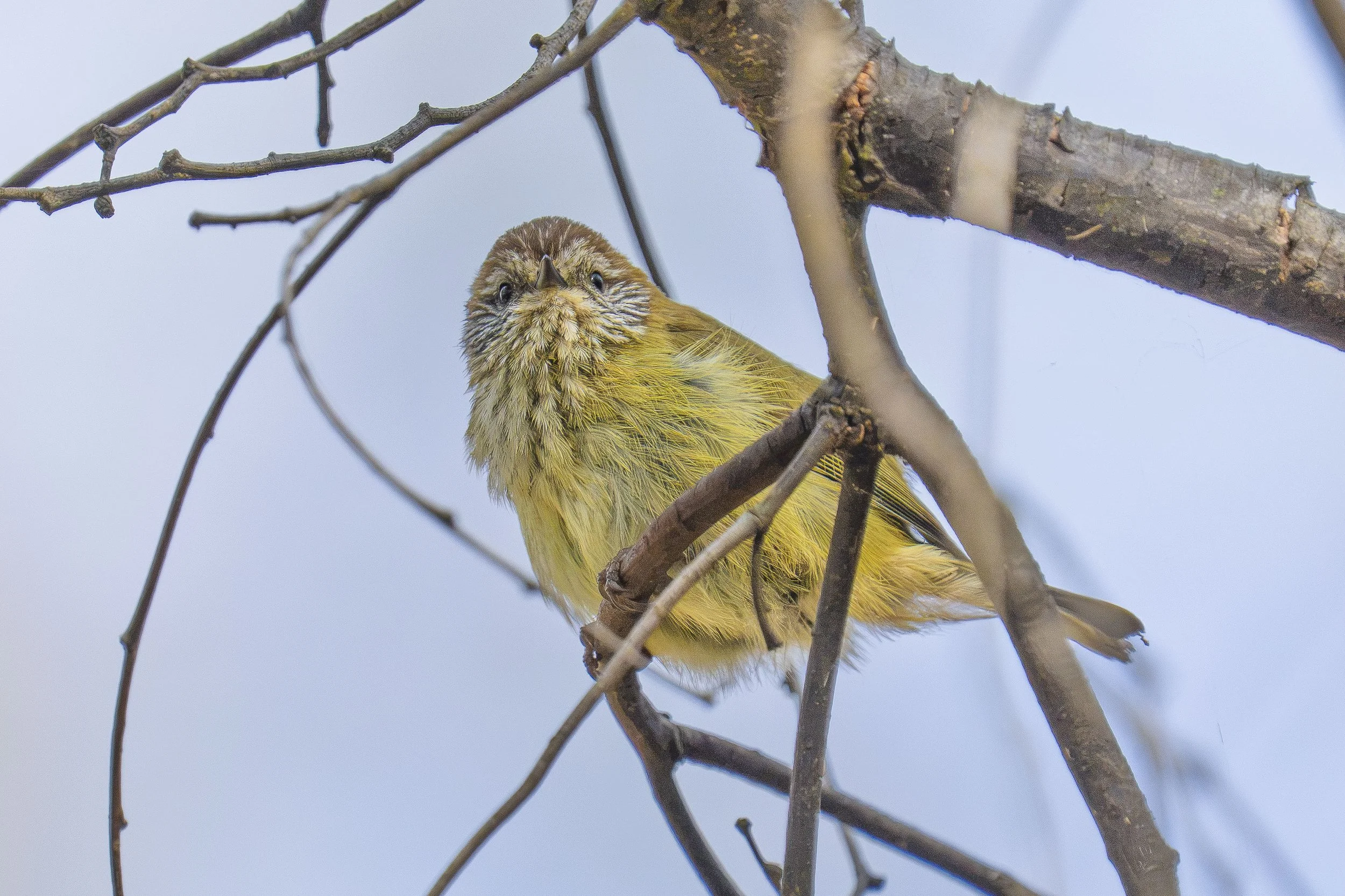 SCFauna-3.jpg